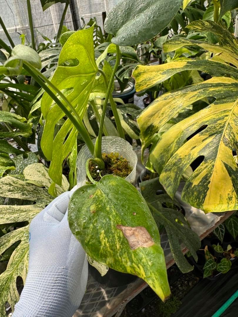 43 モンステラ　デリシオーサ　黄斑　イエローマリリン 43 モンステラ デリシオーサ 黄斑 イエローマリリン